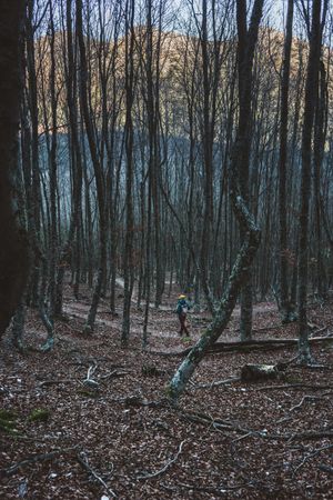 Tourist walking in autumn forest