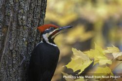 Side view of pileated Woodpecker with leaves behind in McGregor, Minnesota 48vAY0