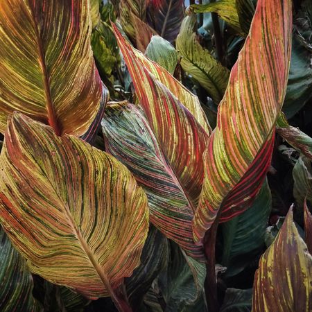 Large canna phasion leaves, square crop