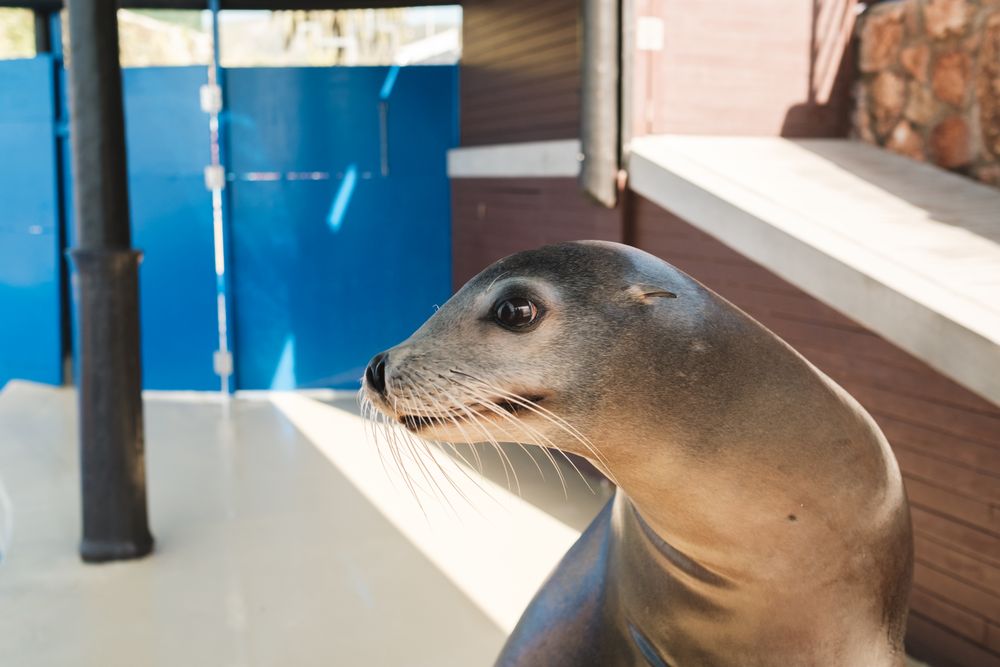 Cute sea lion near swimming pool