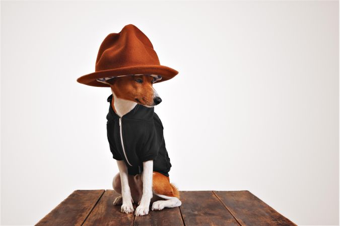 Dog in hoodie and hat on wooden table