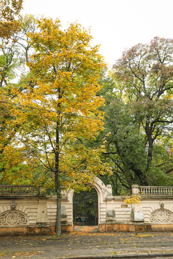 Rainy, autumn, city park in the morning