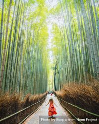 Woman in red dress walking on pathway between bamboo trees 5odYz4