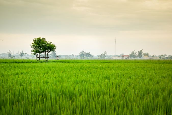 Lush green grass with scattered trees on misty day in Indonesia