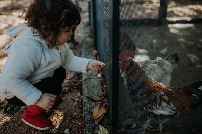 Young girl feeding a caged rooster outside