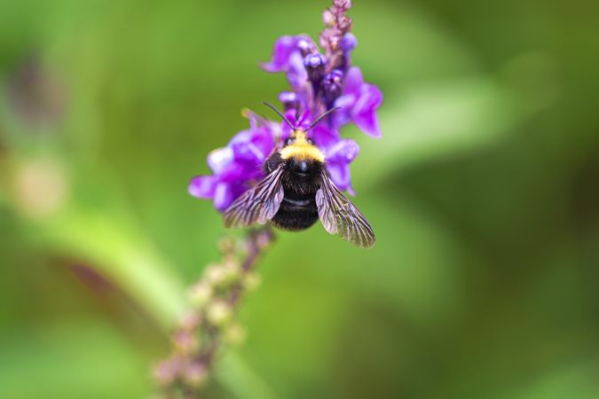 Top view of bee on lavender plant