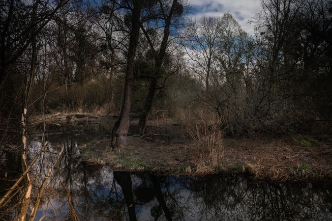 Marshy pond with trees
