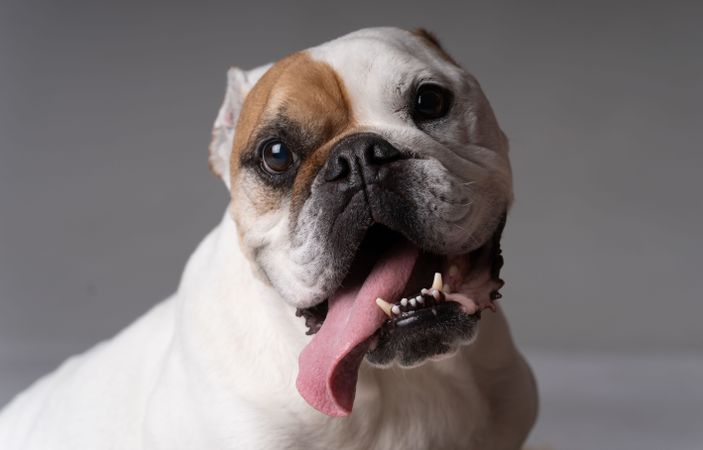 Portrait of cute American bulldog with tongue out