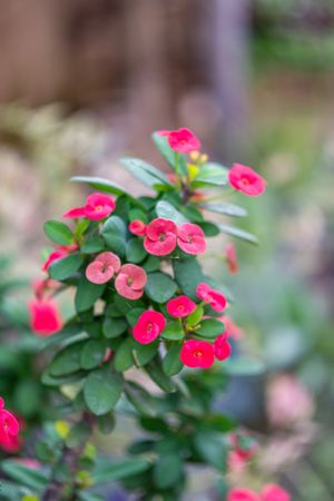 Small red Euphorbia geroldii flower (mahkota duri)