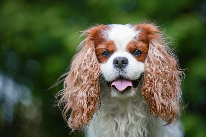 Cavalier King Charles Spaniel outdoor