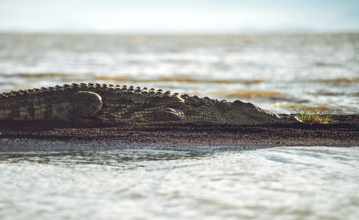 Crocodile sleeping near water