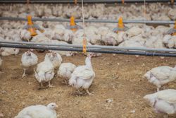 Poultry at chicken farm