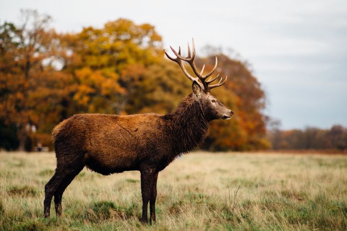 Barren-ground caribou on green grass field