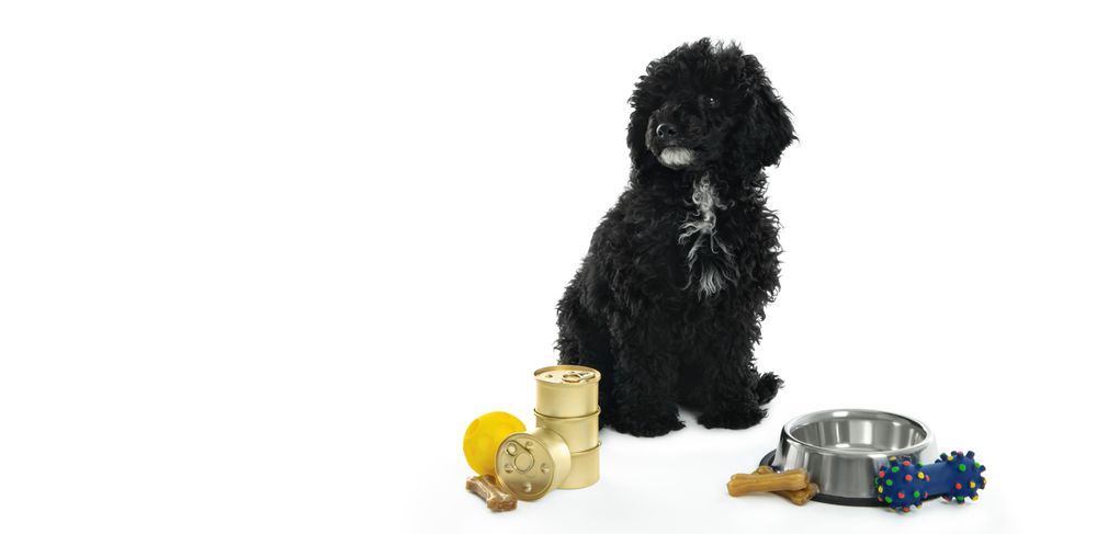 Dog sitting tall with cans of food, a bowl and toys with copy space