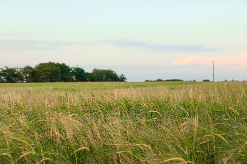 Green barley field against sky, space for text. Agriculture