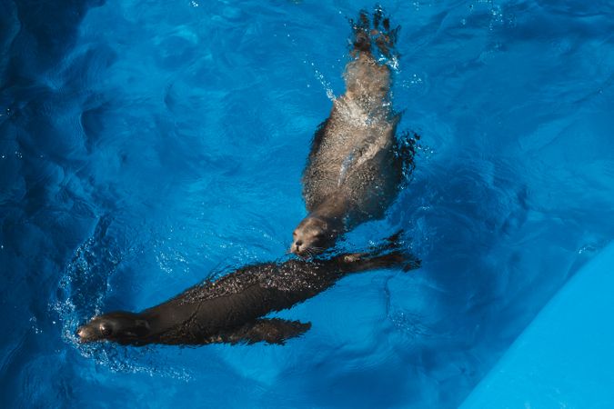 Cute sea lions swimming in pool