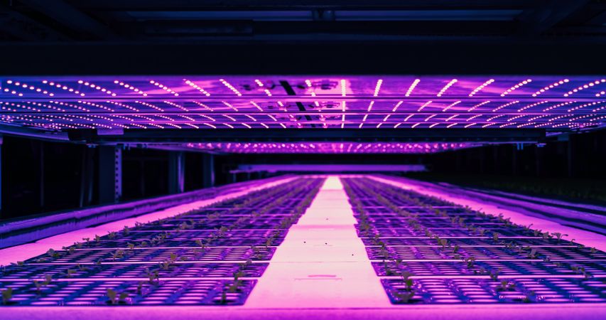Vertical Farming Rack with Green Crops Growing in a Hydroponics System.