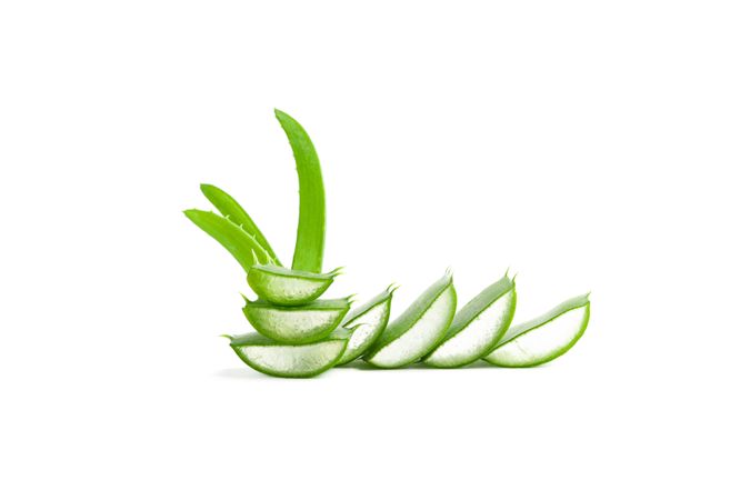 Aloe vera slices isolated on studio background. Herbal medicine