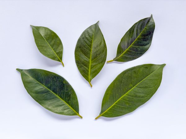 Indonesian Bay Leaves Isolated on Light Background