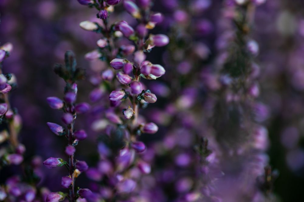 Calluna flowers in a garden
