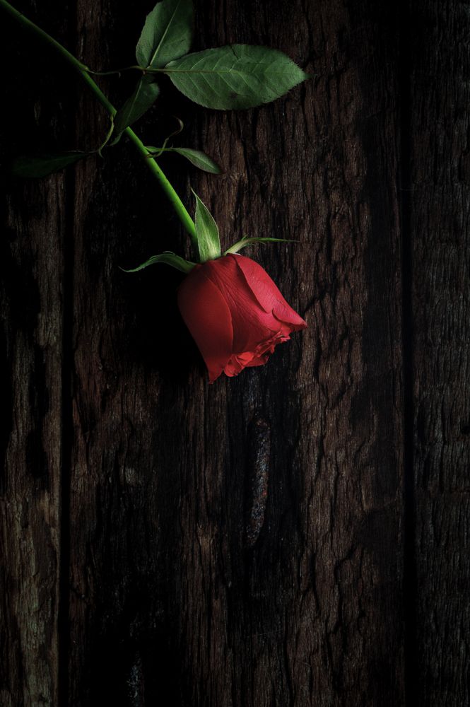 red roses with dark background