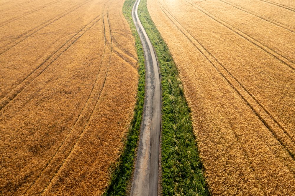 Ripe wheat fields, drone aerial view at sunrise, in Germany