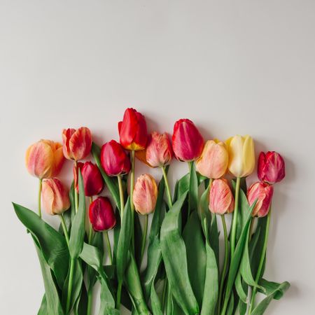 Row of tulips on light background