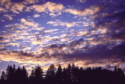 Clouds above forest