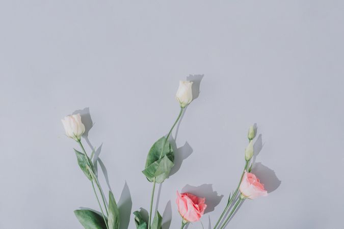 Creative flat lay composition with spring flowers and gray background