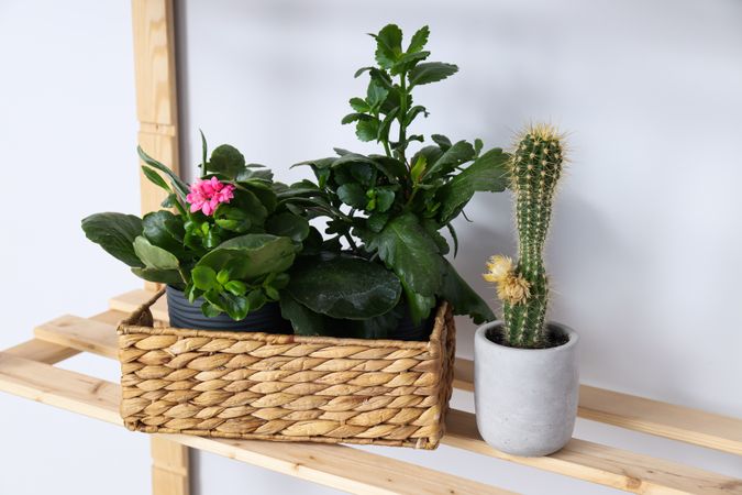 Cozy hobby - growing indoor plants at home
