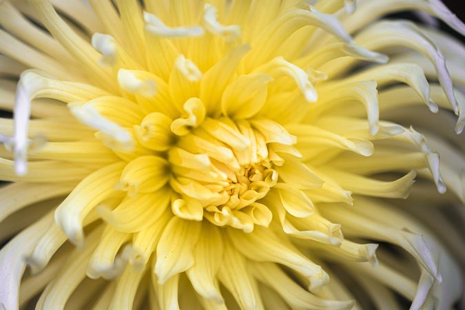 Inside of bright yellow flower