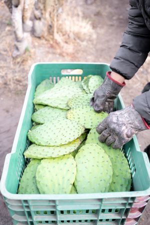 A farmer is stacking nopales in a crate after harvesting using gloves