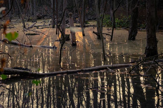 Stagnant water with reflection of thing trees at sunset