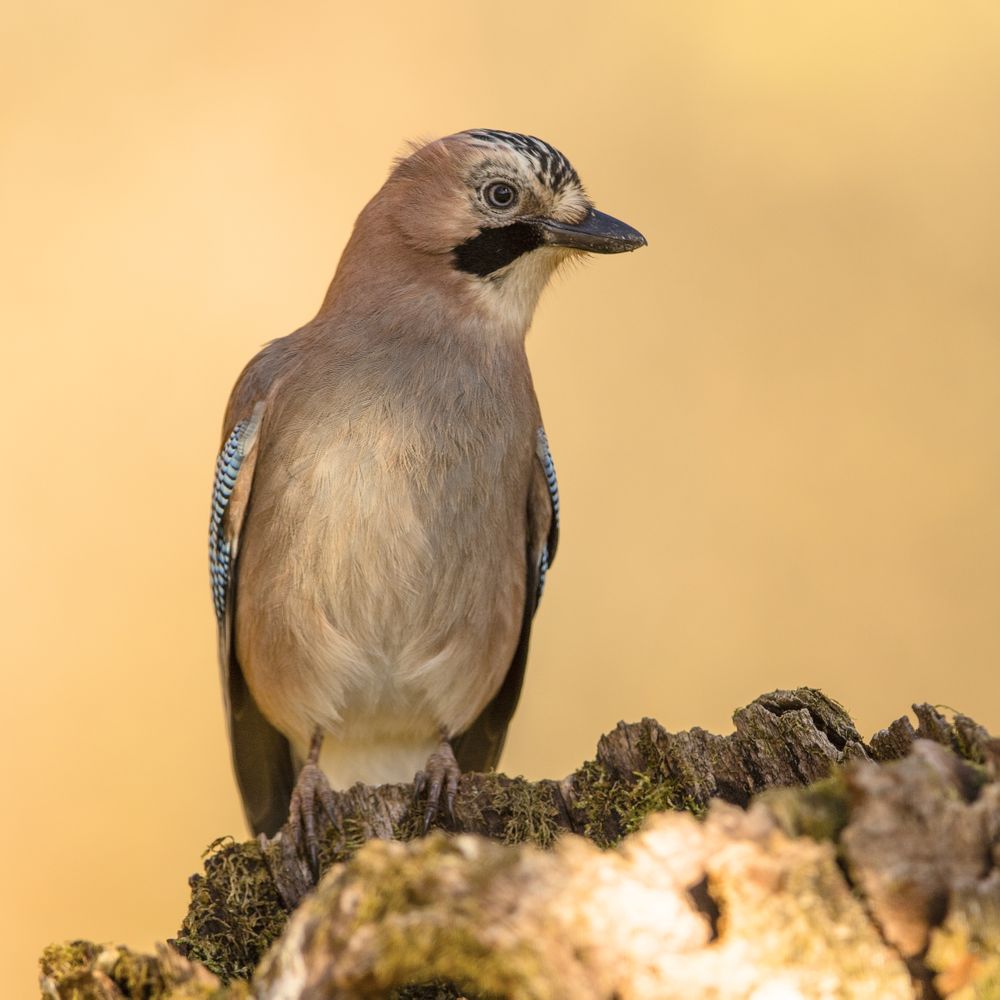 Wonderful bird on wooden twig