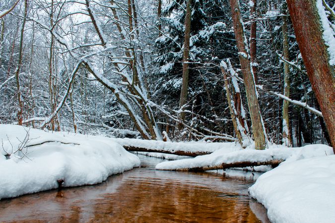 Snow covered trees beside river in the wood