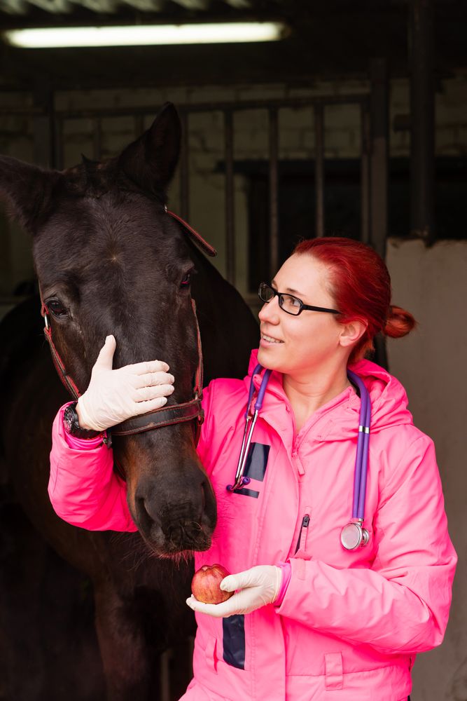 Vet giving an apple as a treat to a horse