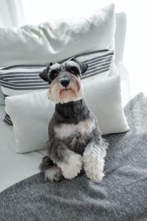 Cute purebred dog standing on hind legs