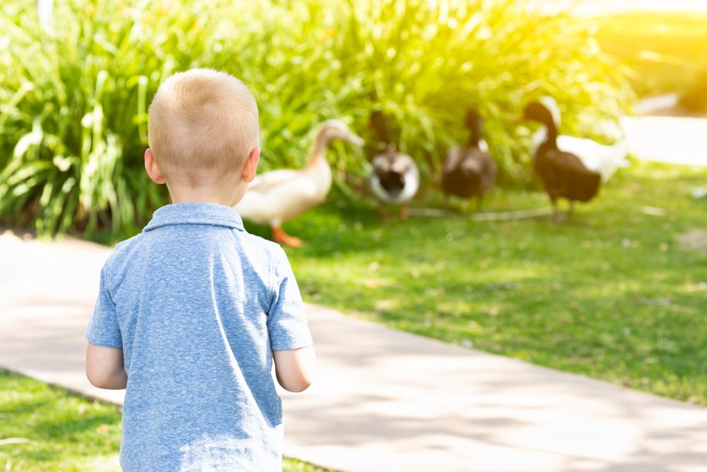 Curious Young Boy Watching The Ducks At The Park
