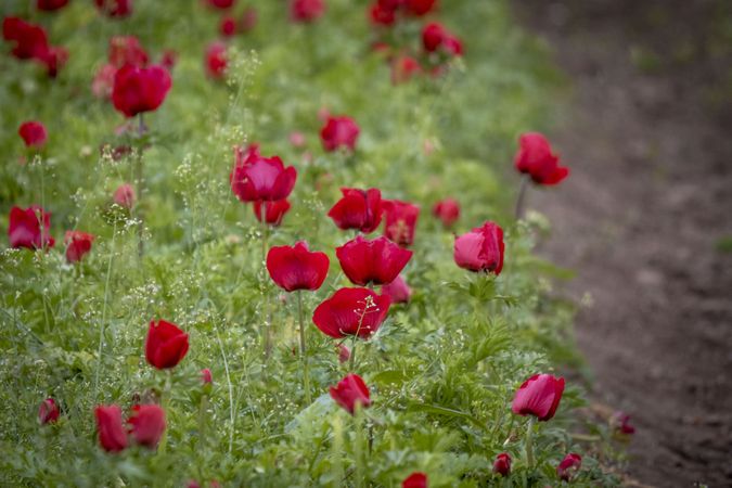 Copake, New York - May 19, 2022: Hedge of red flowers