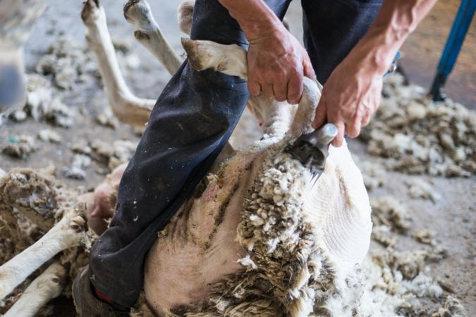 Crop man shearing sheep in barn