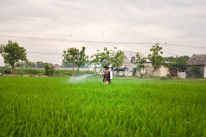 Indonesian farmer spraying plants while walking in field