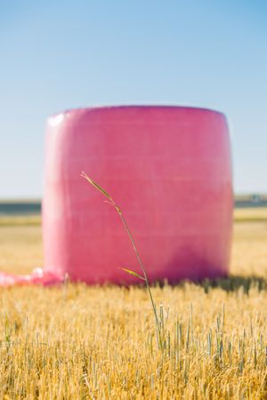 Bales wrapped with pink plastic