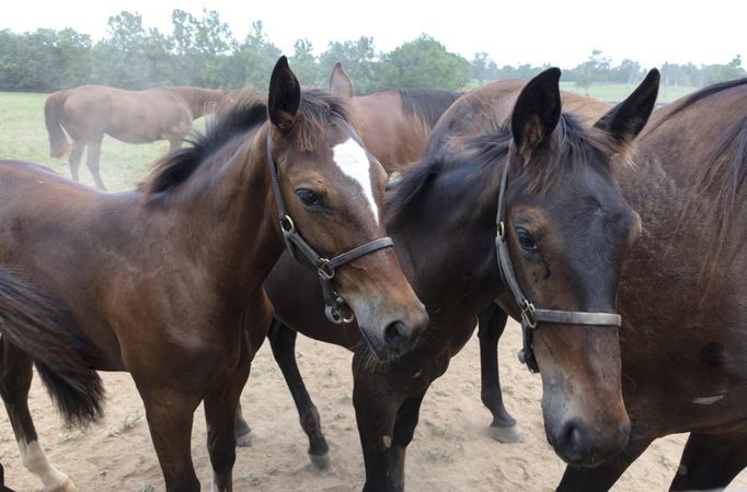 Cane Run Farm, a breeding farm for standard-bred horses near Georgetown, Kentucky