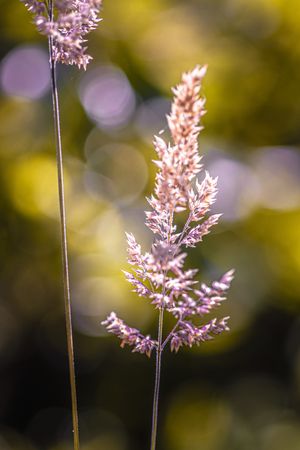 Small dry feathery flowers with selective focus