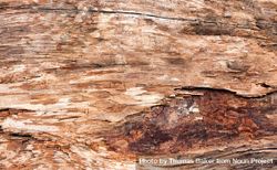 Old weathered tree bark 5aeev5