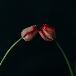 Two red tulip flowers on dark background