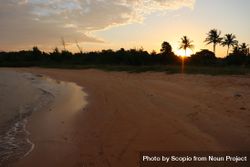 Sandy beach near palm trees at sunset 5QMAV5