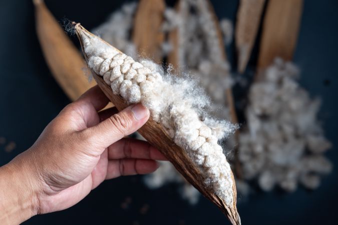 Kapok, tropical cotton fruit used for fiber and seed,