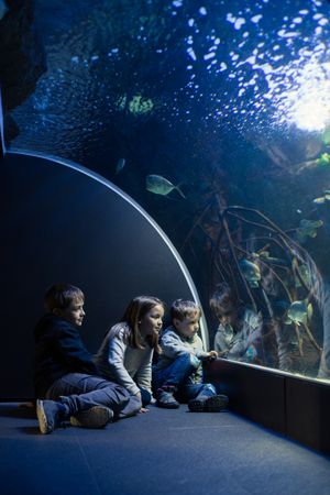 Three kids staring at fishes in an aquarium