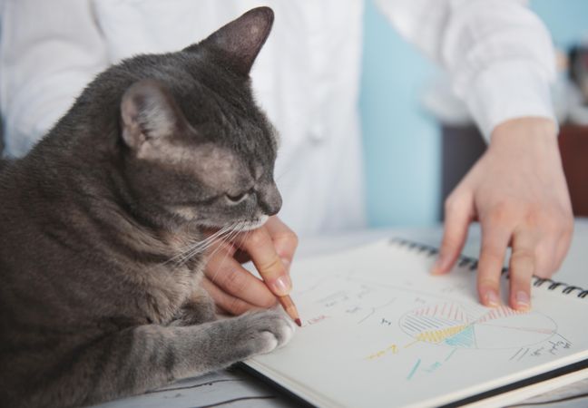 Person drawing pivot tables on notebook while cat near